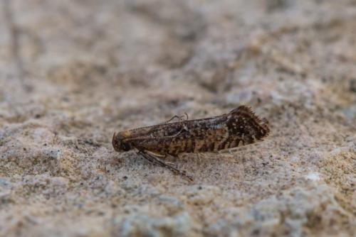 Acrolepiopsis vesperella